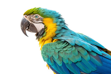 Fototapeta premium Detailed Parrot Bird Artwork PNG for Design Use.