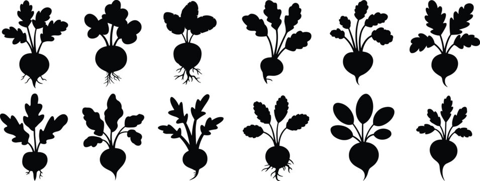 Beet vegetable silhouette set, twelve root crop icons with varied leaf and root shapes, black vector illustration for farm, agriculture, organic, healthy food themes