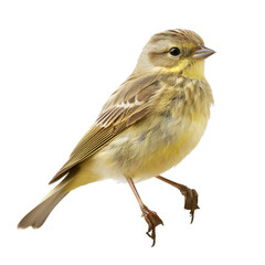 Fototapeta premium Bird Perched, Isolated, Black Background.