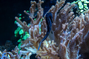 Close Up of a Seahorse Among Vibrant Coral in an Underwater Scene