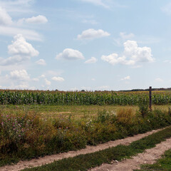 Obraz premium A dirt road leads through a green cornfield under a blue sky with fluffy clouds. The landscape is rural and serene