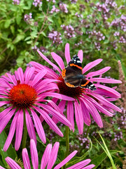 beautiful red admiral butterfly