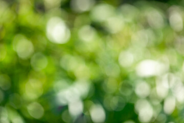 blurred green garden background