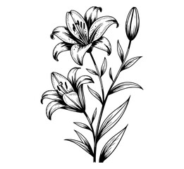 Elegant black and white lily floral illustration flower botanical