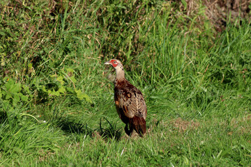 Fototapeta premium Pheasant Poult in a Rural Countryside Woodland Location