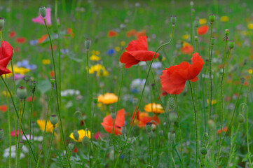 Obraz premium Blühende Wildblumen auf der Wiese
