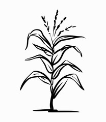 Minimalist black and white line drawing of a corn stalk plant agriculture