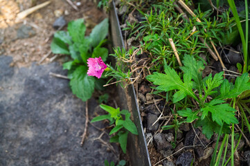 Bright Pink Bloom Among Green Plants in Outdoor Garden Bed