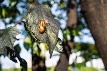 Close-up of Molted Cicada Exoskeleton on Green Leaf Outdoors