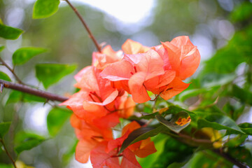 Obraz premium A closeup shot of a pink Paperflower - Bougainvillea glabra
