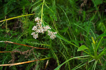 Close-up of Wild Plant with Small White Flowers and Fern-like Leaves in Natural Setting