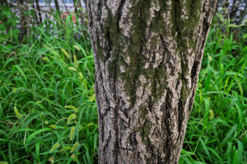 Close-up of Tree Trunk with Moss and Rough Bark in Lush Green Surroundings