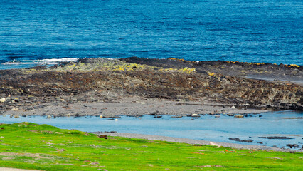 shore with fresh green grass and blue ocean water