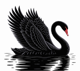 black swan isolated on white background