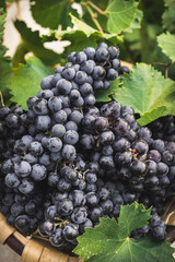 Bunches of Mencía grapes