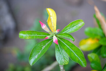 Adenium obesum or kamboja or sabi star or impala lily flowers blooming on green leaves background. Adenium obesum is a popular houseplant and bonsai in temperate regions