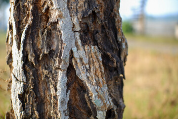 Close up of rough bark texture