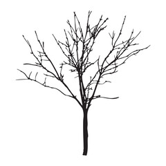Leafless Tree Illustration
