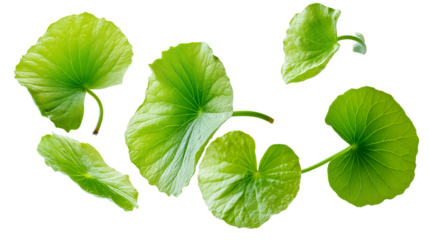 Fresh Gotu Kola leaves display vibrant green hues, showcasing their unique shapes and textures. These leaves symbolize health and vitality, perfect for culinary or herbal uses