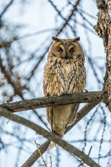 Long-eared owl (Asio otus), looking forward with wide opened eyes