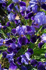 purple flowers in the garden