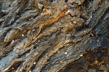 bark of a tree