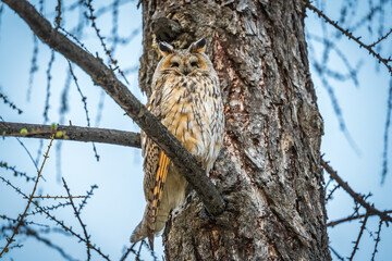 Long-eared owl (Asio otus), looking forward with wide opened eyes