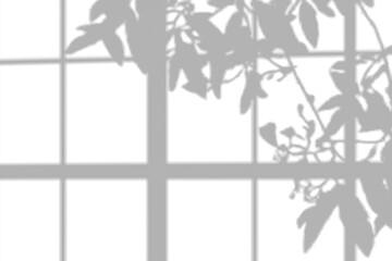 Window and leaf shadow overlay effect. Leaves shadow from window isolated on transparent background. Blurred branch leaves shadow on wall. Shadow mockup template for modern interior design decoration