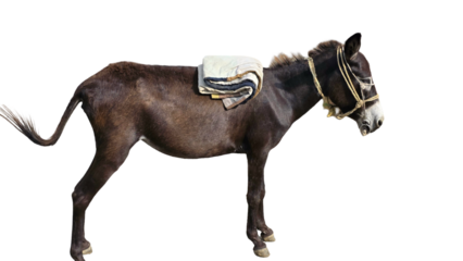 Black Donkey (Equus asinus) PNG – Strong Working Animal Element for Farming, Rural, and Cultural Designs