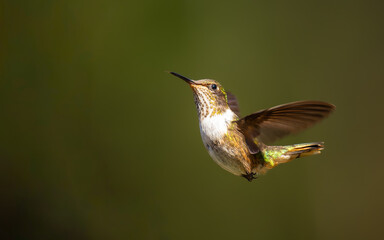 Fototapeta premium weibliche volcano hummingbird, Vulkanelfe (Selasphorus flammula)