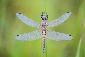 Graceful Dragonfly Resting on Green Background