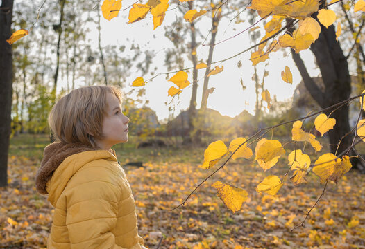 Portrait of a child in profile looking at a branch with orange leaves in the park against the backdrop of the setting sun. Carefree childhood. Sunny autumn holidays. Seasonal joys.