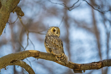 Long-eared owl (Asio otus), looking forward with wide opened eyes