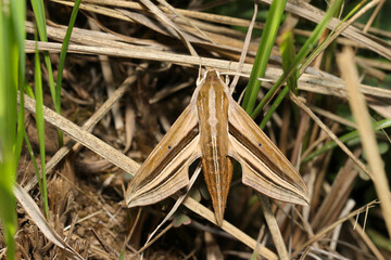 Japanese adult Theretra oldenlandiae (Sesujisuzume) striped moth has a fearless appearance like a jet fighter (Insect entomology nature field macro photograph)