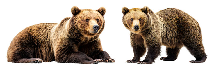 Obraz premium Two brown bears one lying down and one standing with detailed fur texture transparent background