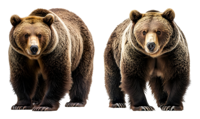 Two brown grizzly bears standing detailed fur and claws visible brown bear transparent background