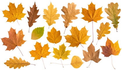 Obraz premium Assorted Brown Foliage Leaves PNG