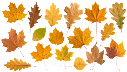  Assorted Brown Foliage Leaves PNG