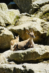 An ibex in Sankt Leonhard Goat centre, Pitztal valley, Austria	