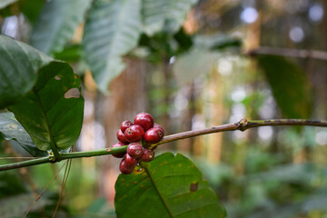 The first robusta coffee plant bears fruit