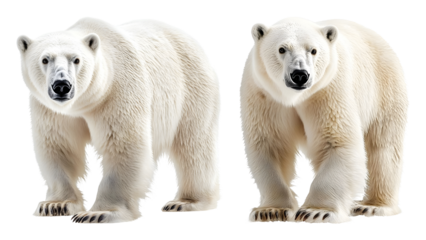 Two majestic polar bears standing side by side on a black ready to arctic animal transparent background