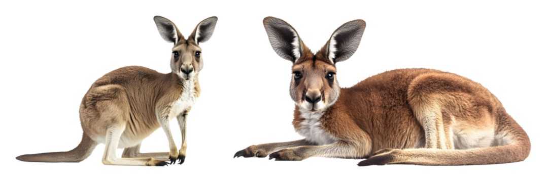 Two kangaroos one standing and one lying down on a black marsupial animal transparent background