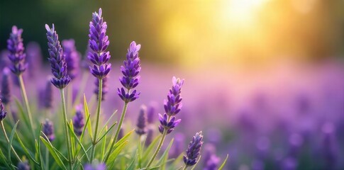 Obraz premium Tranquil Lavender Field in Provence Soft Sunlight Bathes Serene Flowers, Perfect for Meditation, Yoga, and Wellness