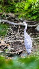 アオサギ　野鳥　五色沼　裏磐梯　縦構図