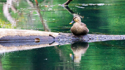 雨に打たれるカモ　裏磐梯　五色沼