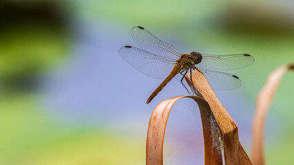 草にとまるトンボ　夏 © Yuuki Kobayashi