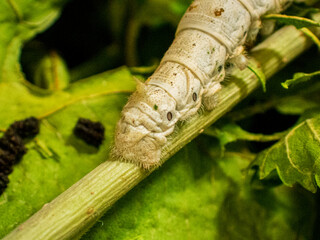 蚕の幼虫　養蚕業　アップ