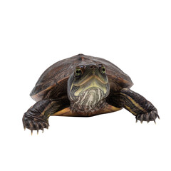 Turtle swimming in clear water transparent background nature photography aquatic environment close-up view