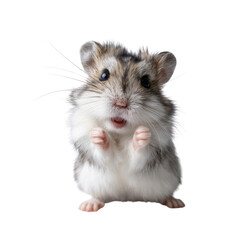 Obraz premium Funny hamster standing on transparent background animal portrait indoor setting close-up view cute concept