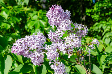 Beautiful lilac flowers blooming in spring garden with fresh green leaves. Delicate lilac blossoms in full bloom, vibrant purple flowers against lush greenery in springtime.